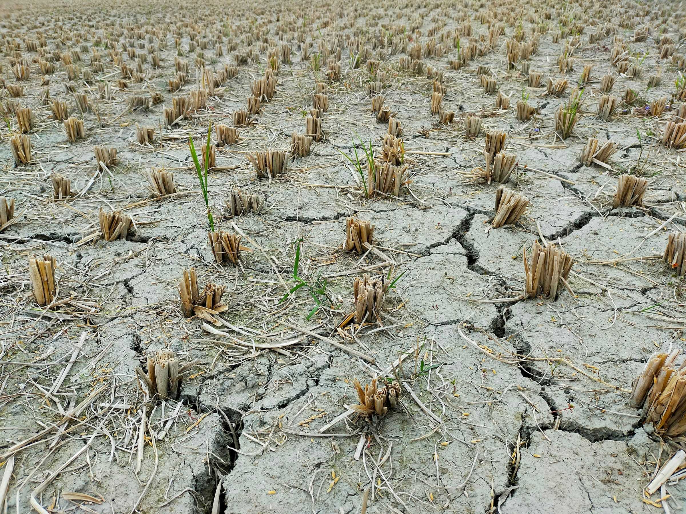 A maize field dried out after weeks without rain
